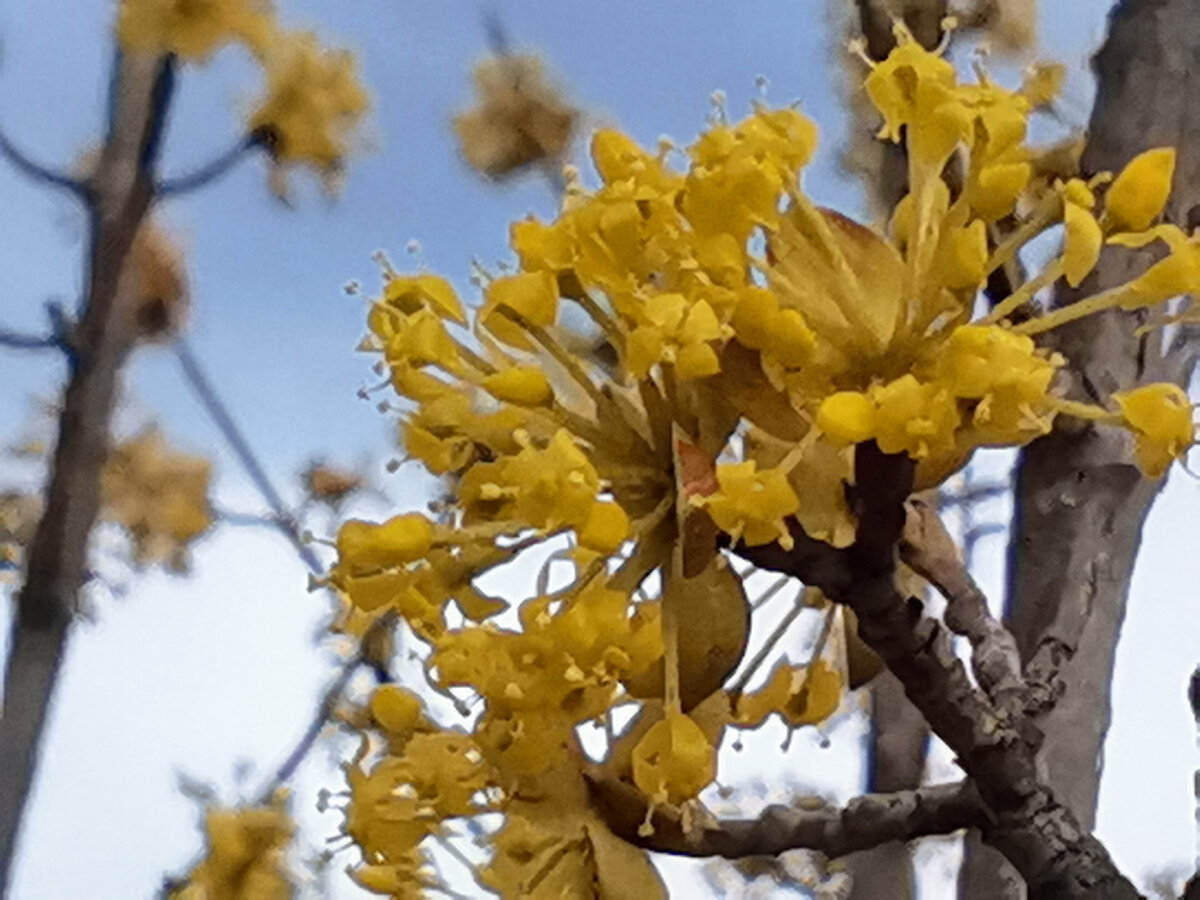 Кизил расцвел. 