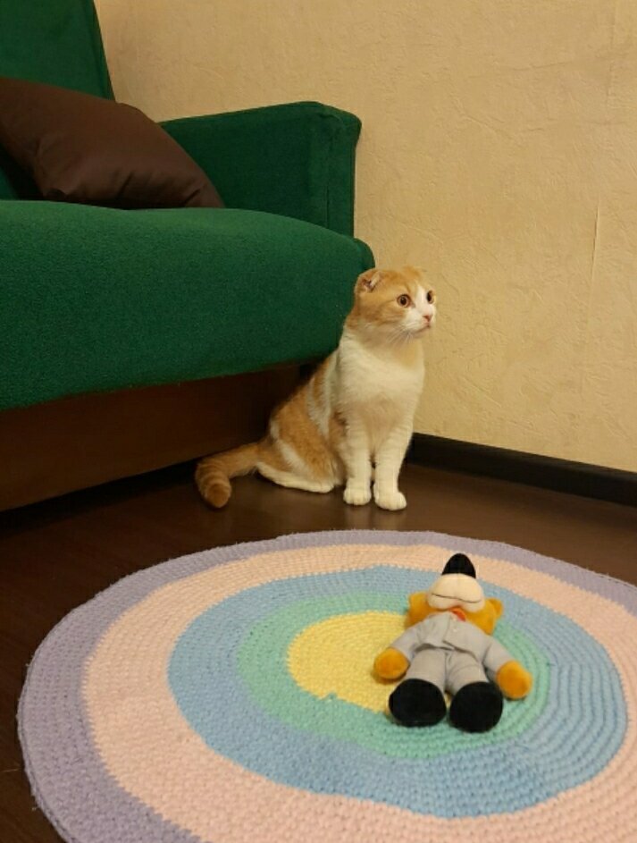 На фото кот временно гостил Гарфилд🐱