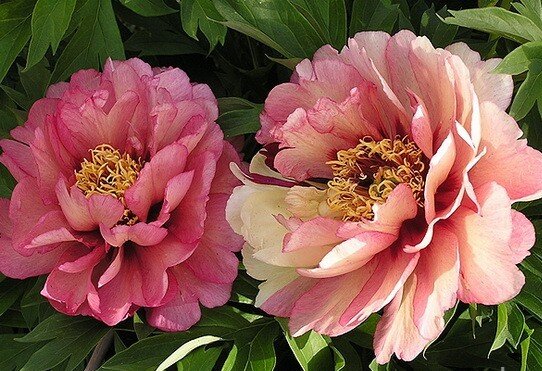 Невероятно красивые Ито-Пионы. Фото - соцсети