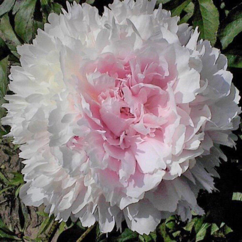 Albert Crousse ( Crousse , 1893 год ) , фото с сайта APS