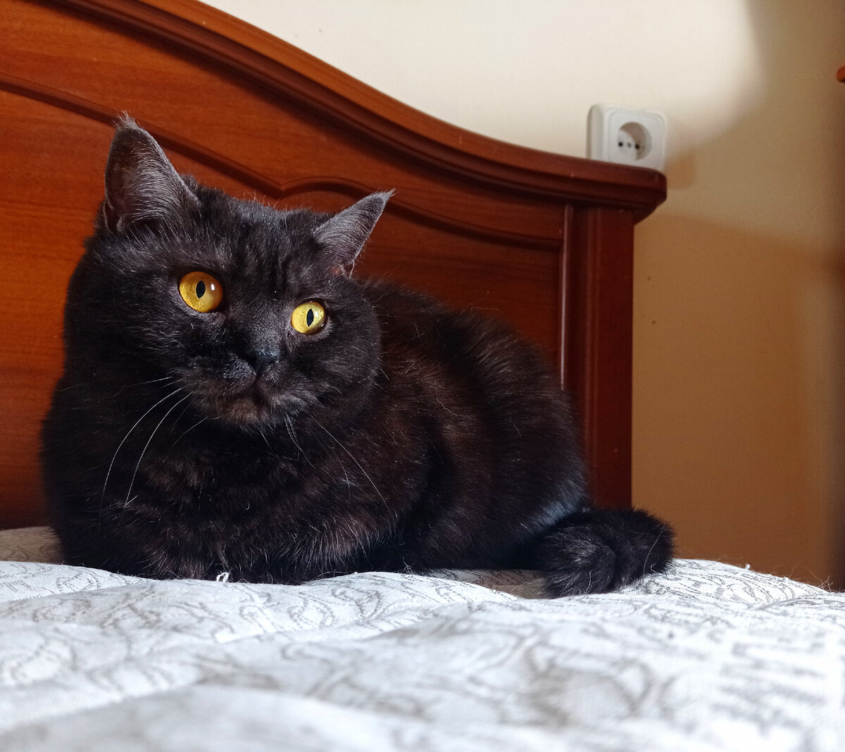 Кошкинья кинула свой якорь на кровать