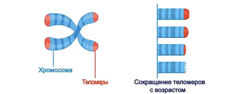 Теломеры - это таймер нашей молодости. Источник изображения: laifhak.ru