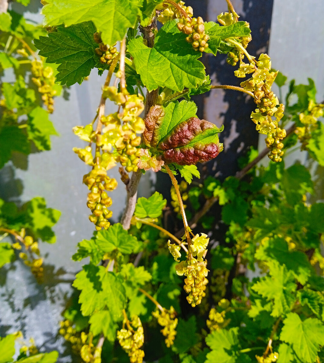 Поражённый лист (фото автора) 