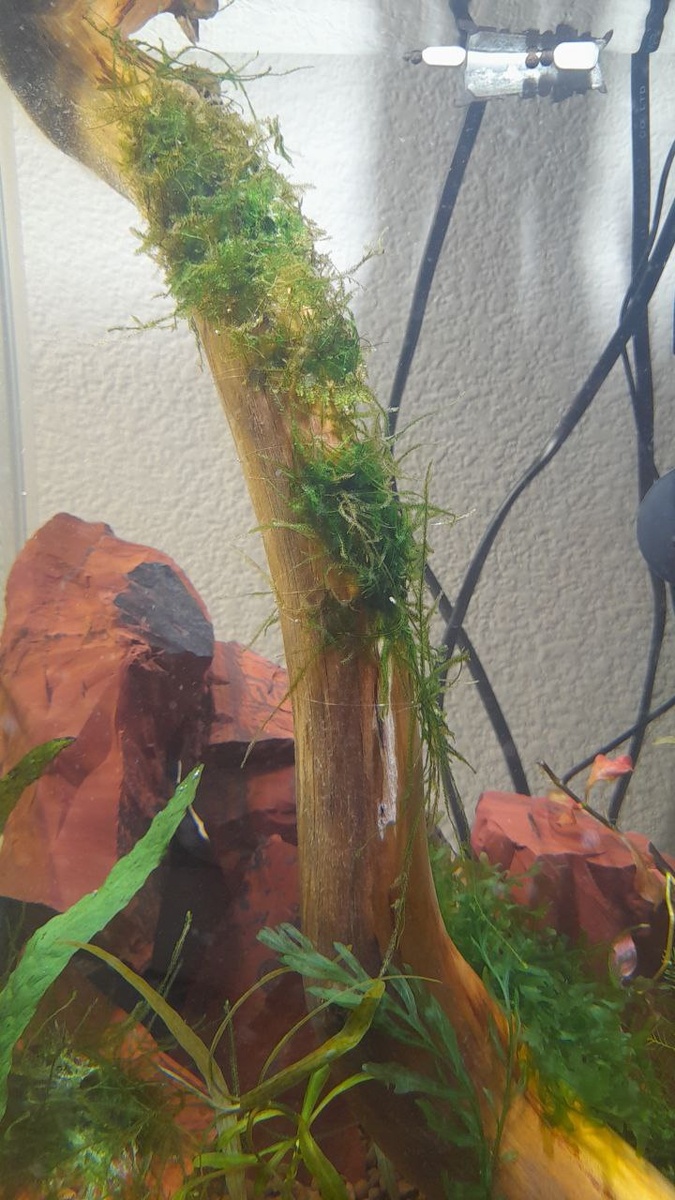 Шикарные потёки от секундного клея и размотавшаяся леска - верх моего акваскейперского искусства...)