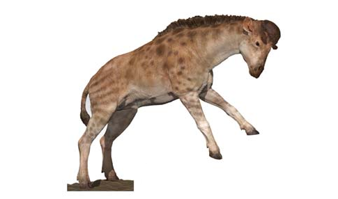 Художественная реконструкция дискокерикса (Wang et al. / Science)