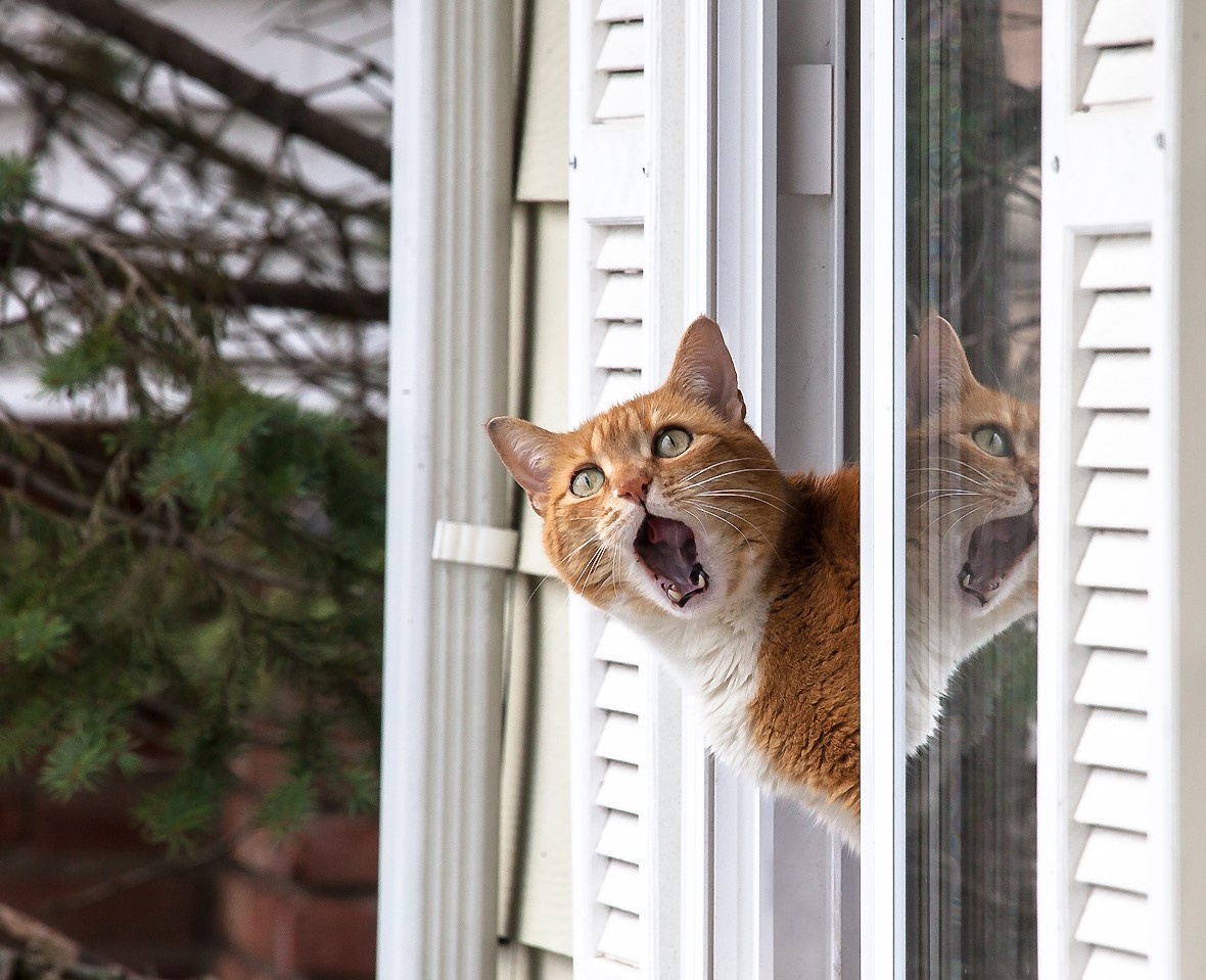 Кошка зовёт котят домой, кушать.