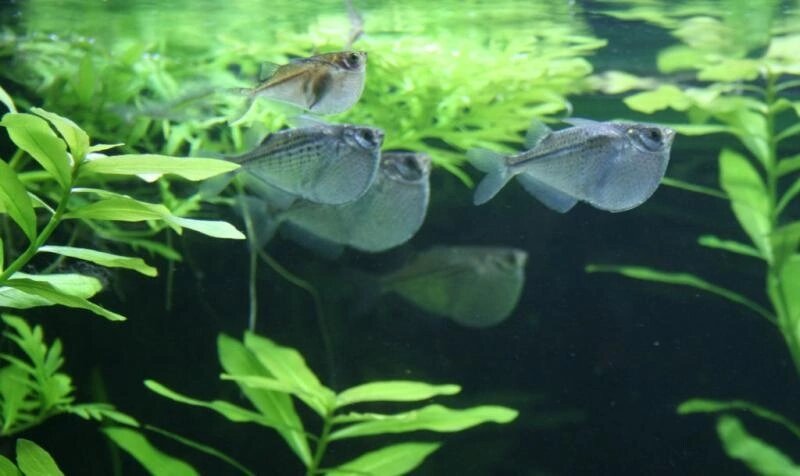 Клинобрюшка стерникла (Gasteropelecus sternicla) - это стайная рыбка имеет массу особенностей, которые выделяют её среди других аквариумных рыб.-2