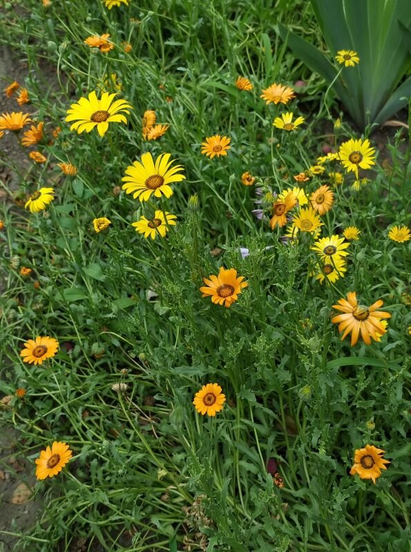 Диморфотека фото 2