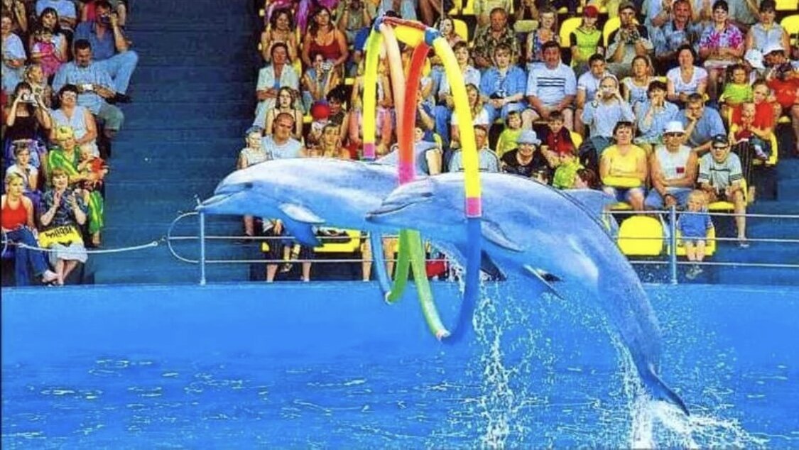 Дельфинарий джубга расписание 2024. Немо джубга. Джубга развлечения дельфинарий. Немо джубга. Дельфинарий джубга расписание 2024.