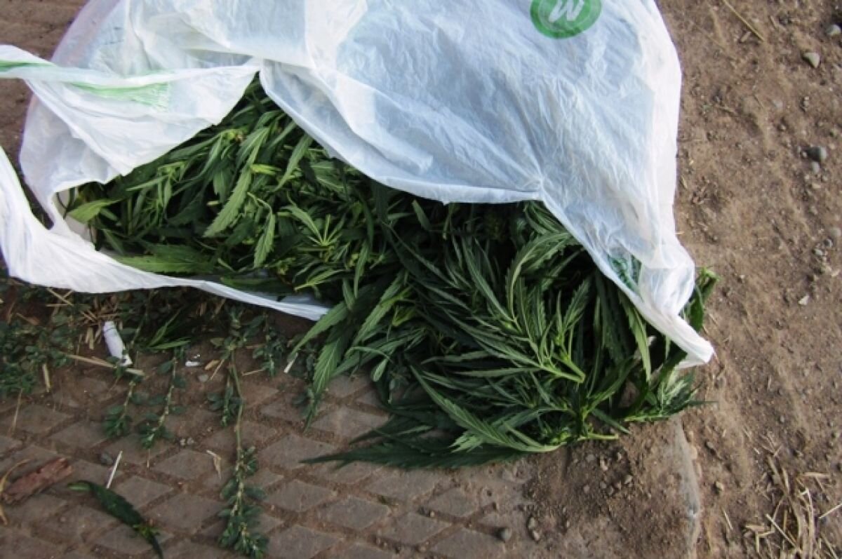    Житель Прикамья выращивал коноплю на съёмной квартире