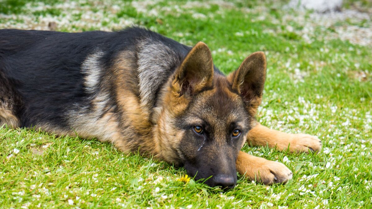 У собаки слезятся глаза