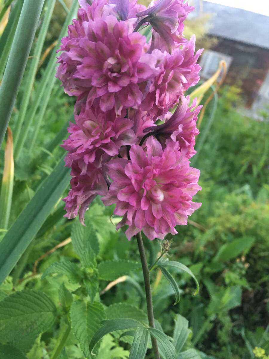 шотландский Фламеннко