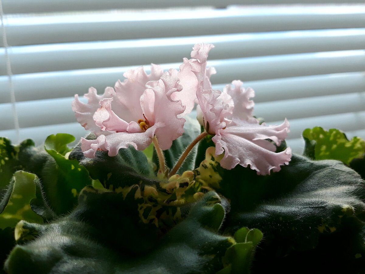 Второе цветение