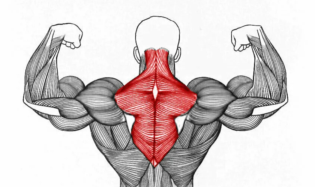 Нижний отдел спины. Трапециевидная мышца спины анатомия. Анатомия, трапецеви трапециевидная мышца. Ромбовидная анатомия. Ромбовидная мышца анатомия.