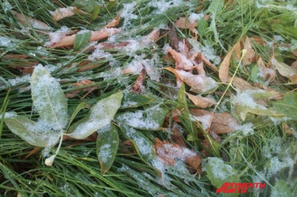    В Тверской области с 9 по 11 сентября ожидаются заморозки