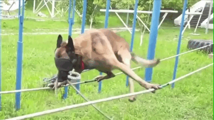 Хозяин, а какое стоп-слово?..