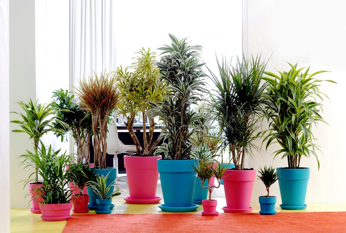 Живые растения делают любой дом уютным. Они помогают оживить интерьер и видоизменить комнаты.