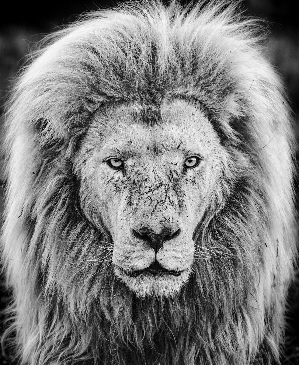  David Yarrow Photography /    / * 1966  (      )