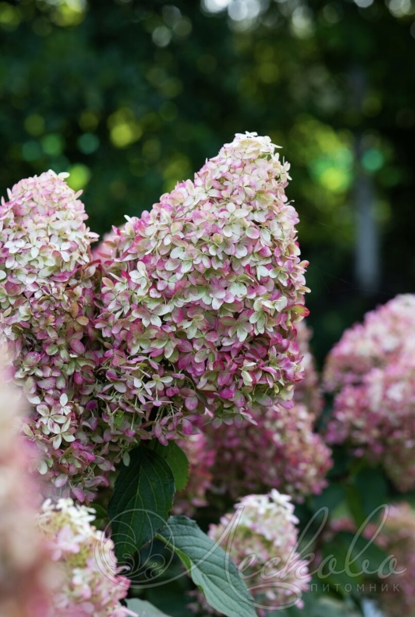Сорт Royal Flower (фото с сайта питомника Лесково)