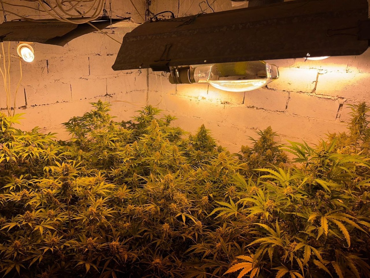  📷    В Оренбурге задержан 49-летний мужчина с крупной партией марихуаны Марина Шарт