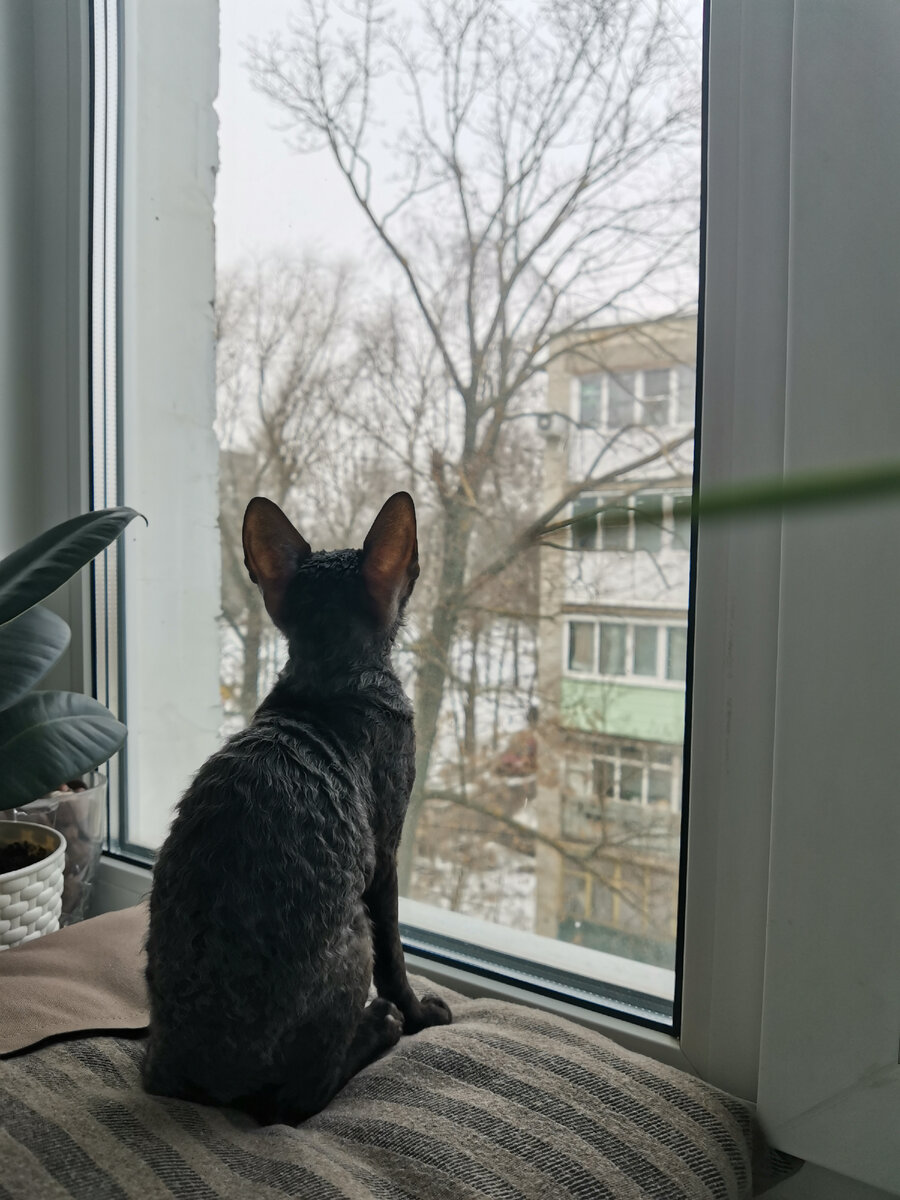 Наша любимая кудряшка