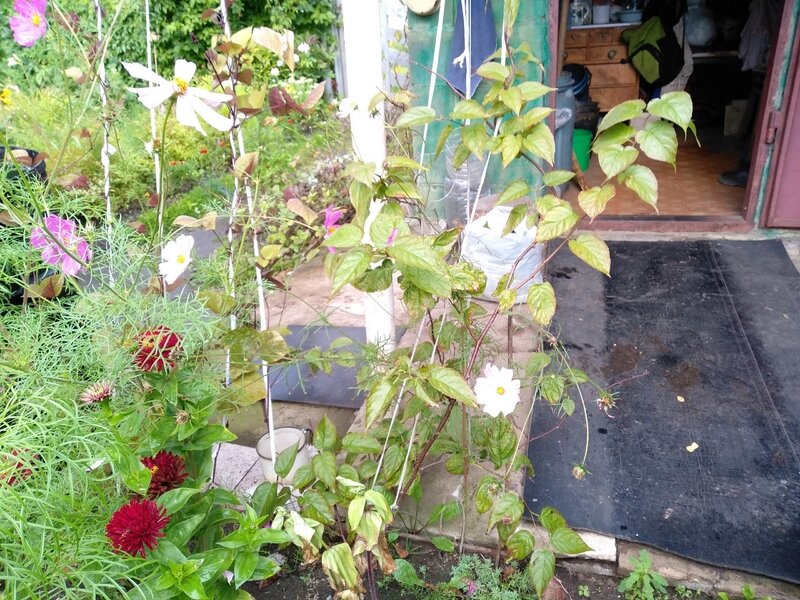 Куст актинидии рядом с цветами