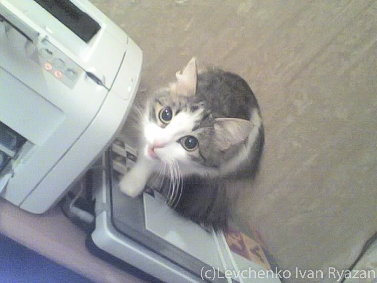 сибирячка Машка, примерно в 6-7 месяцев