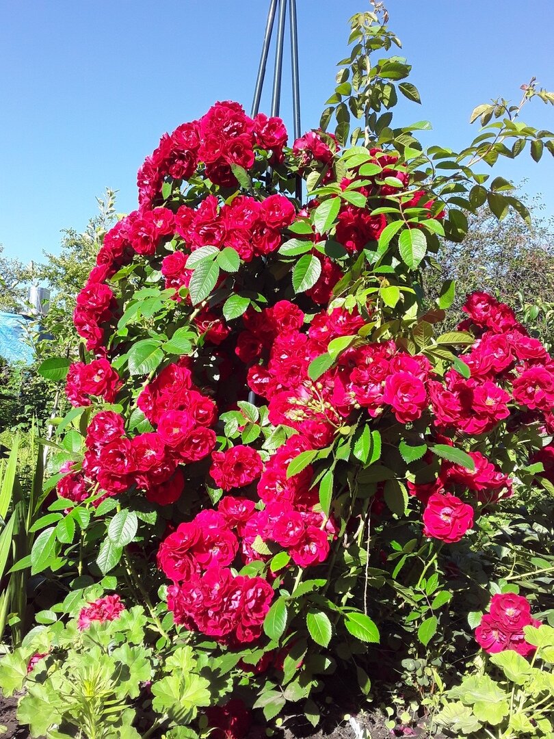 Конец июня - пиковая нагрузка на обелиск