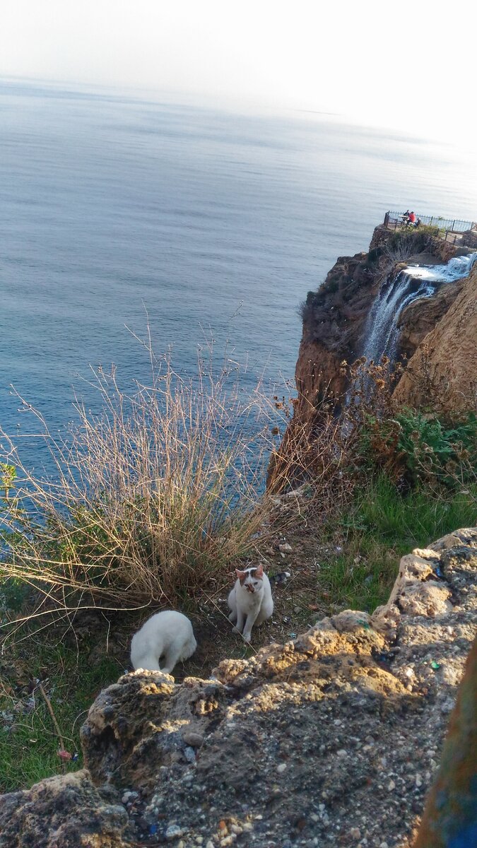 У котиков тоже дом с видом на море