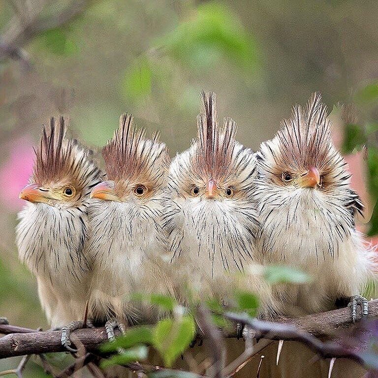 (фото подросших птенцов)