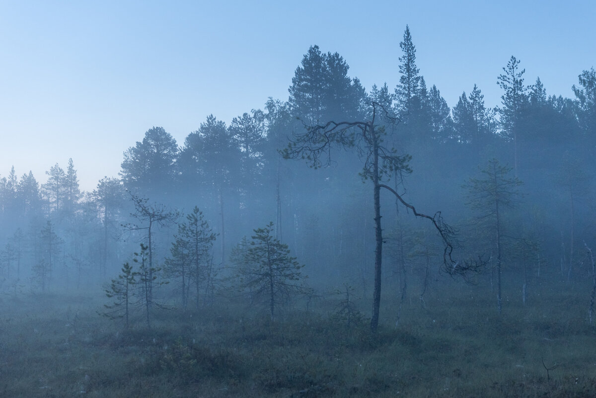 В темно-синем лесу. Hа поляне траву, зайцы в полночь косили, напевая странные слова... Это было у нас в Карелии.