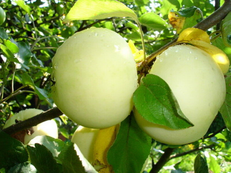 [caption id="attachment_1100" align="aligncenter" width="800"] Белый налив[/caption]