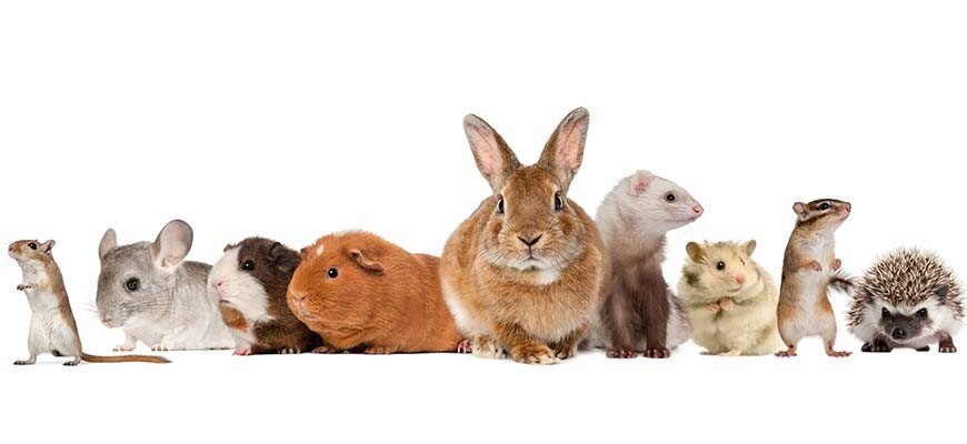 Фото из интернета