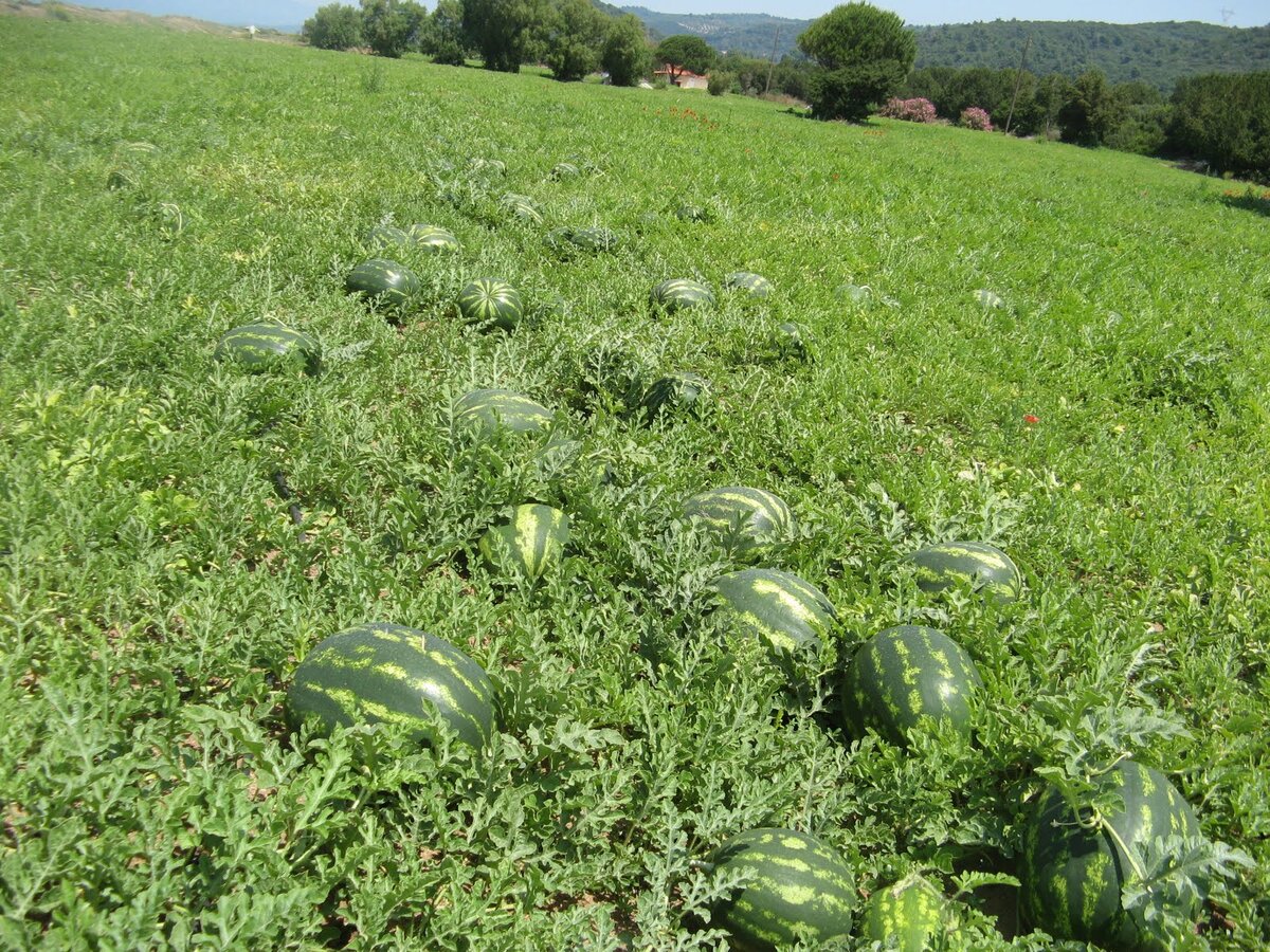 Краснодарский край арбузы. Кубанская бахча. Бахча на Кубани. Арбузное поле. Арбуз на поле.