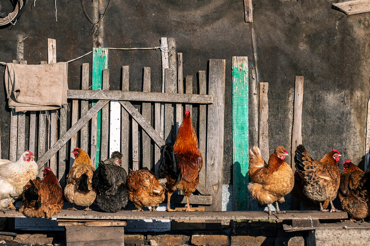 Куры греются на солнце. Фото Сельсовет