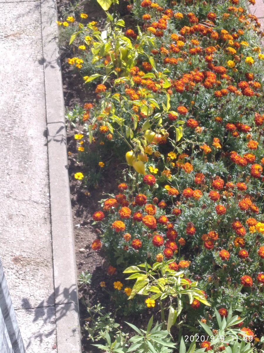 Наши перчики рассаду брали в Леруа Мерлен, плоды мелкие но толстокожие и сладкие.