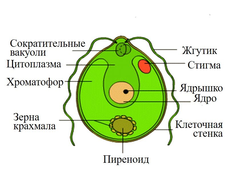 Строение таллома одноклеточной водоросли хламидомонады