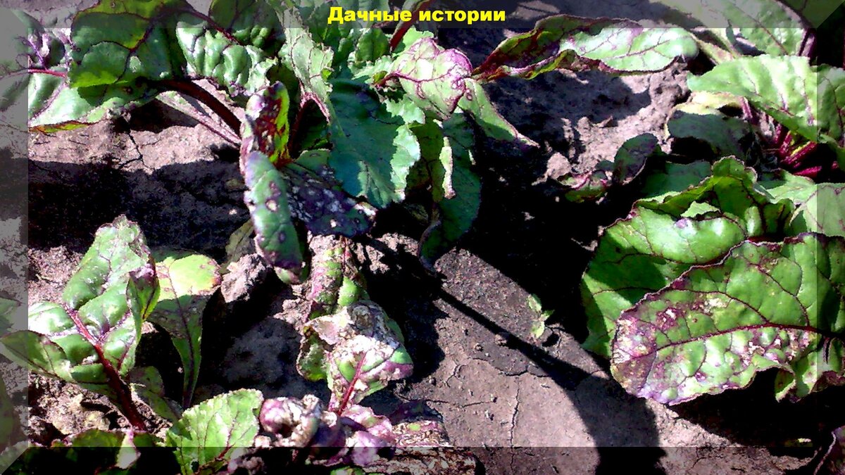 https://vk.com/photo-159774511_457244262. Церкоспороз свеклы