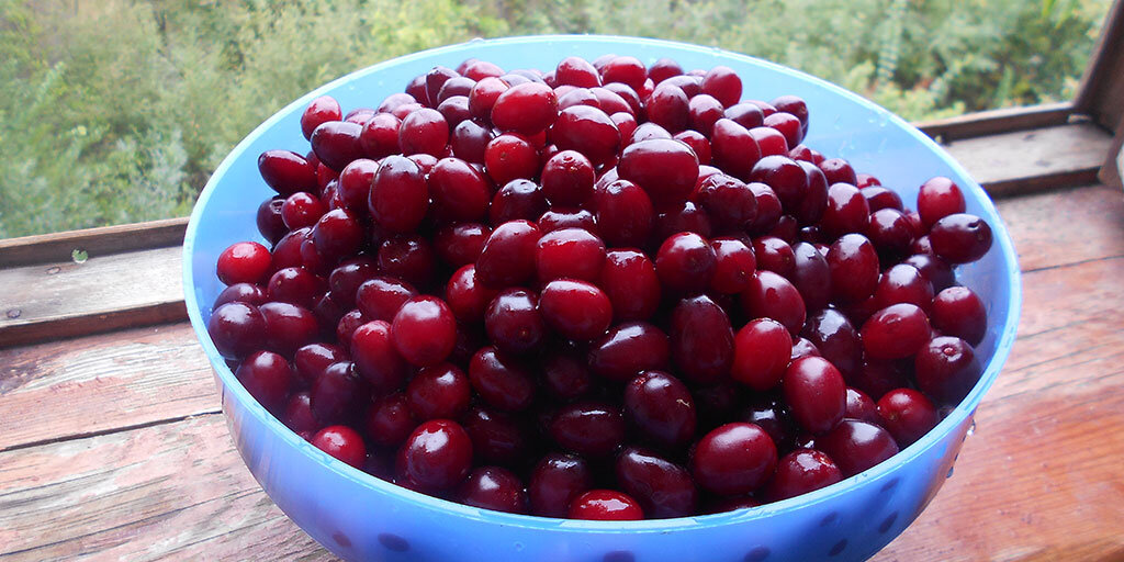 Эти ягоды полностью доспели и готовы стать вареньем