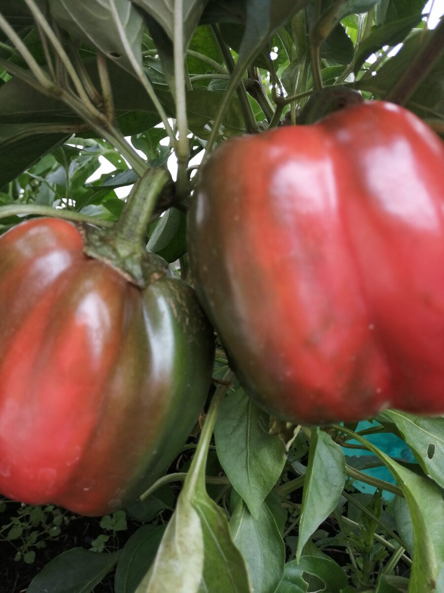 Перец 16.09.2020 г.  