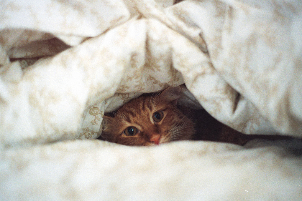 Кот где тепло. Кот из под одеяла. Из под одеяла. Кот под одеялом. Котенок выглядывает из под одеяла.