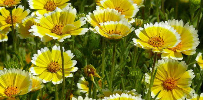 Лейя Изящная