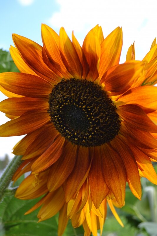 Цветок подсолнечника сорта Красное солнышко