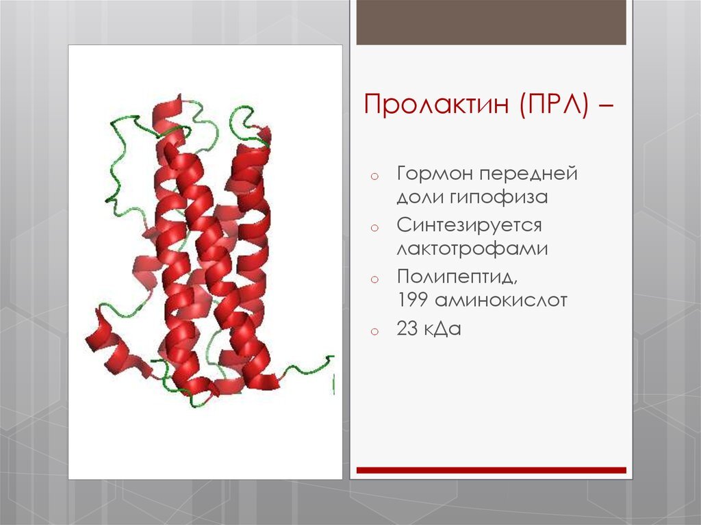 секреция пролактина схема. схема регуляции пролактина. биологически активные вещества грудного молока. гормон отвечающий за молоко. гормон отвечающий за молоко.