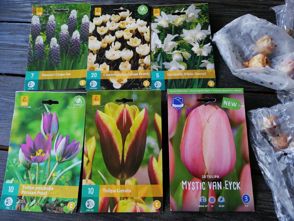 луковичные для посадки, фото автора