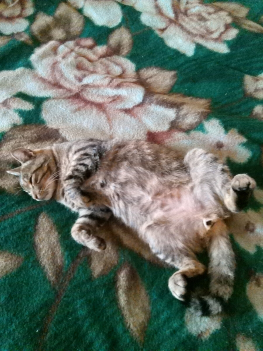 Слиться с окружением, принять удобную позу, и на все на спать...