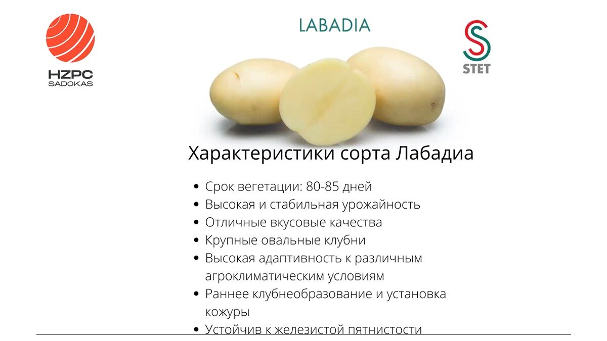 Картофель сорт Лабадия