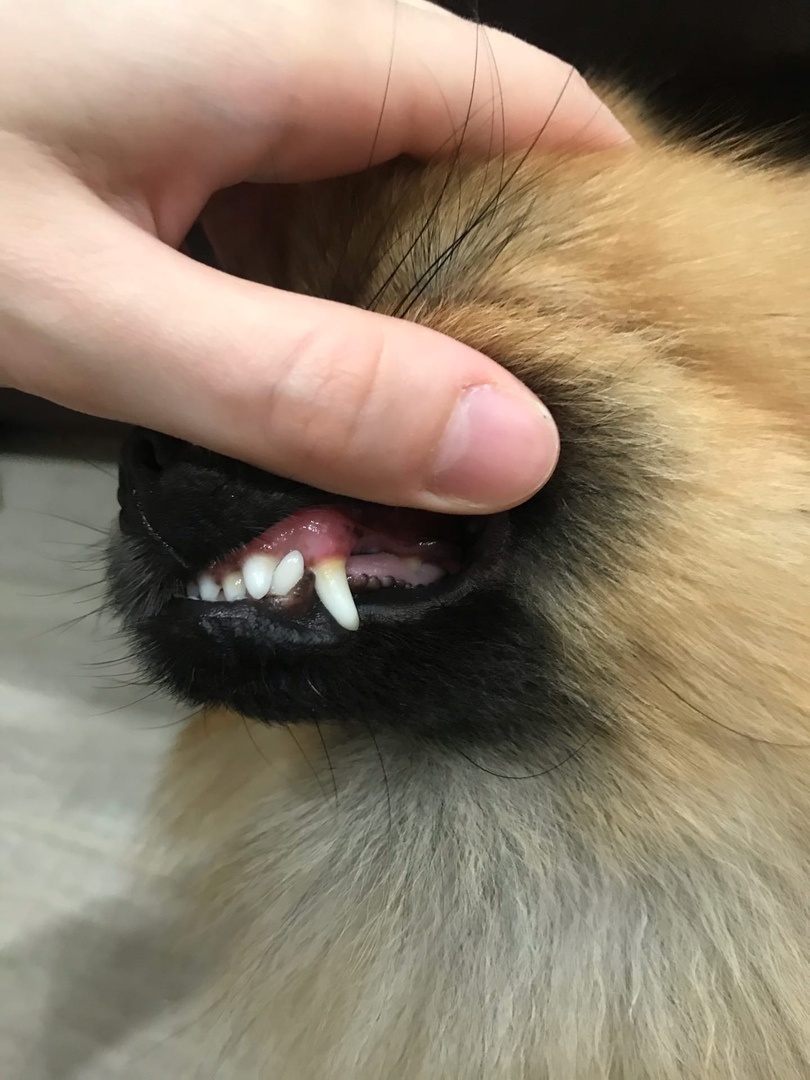 Клык уже немного желтеет