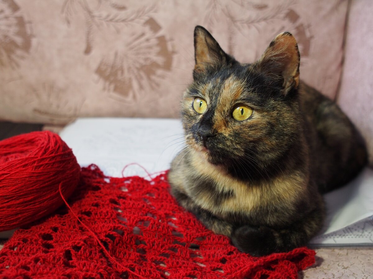 Если уж спать, то попой на схеме!