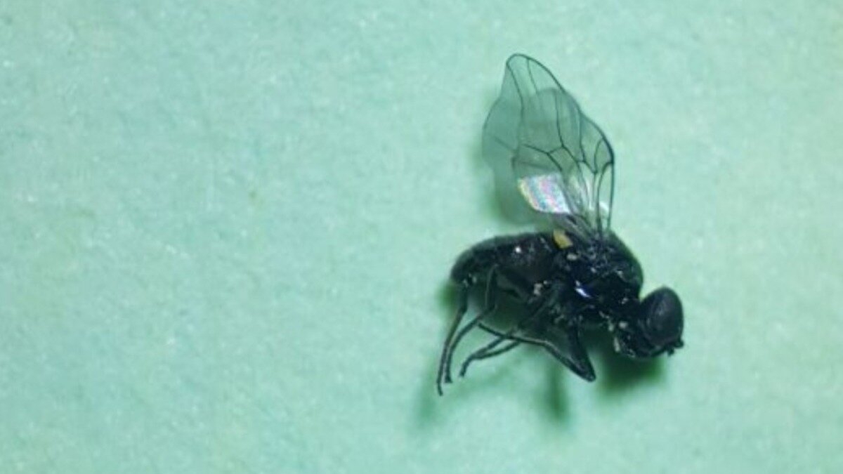 Фото: glavagronom.ru
Овсяная шведская муха
